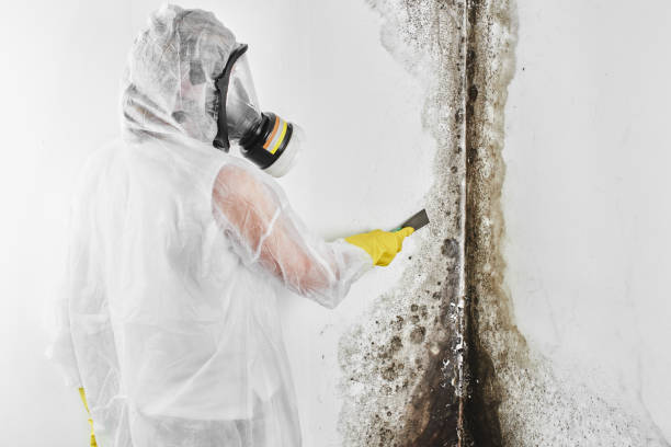 Best Mold Cleaning Services  in Petersburg, MI