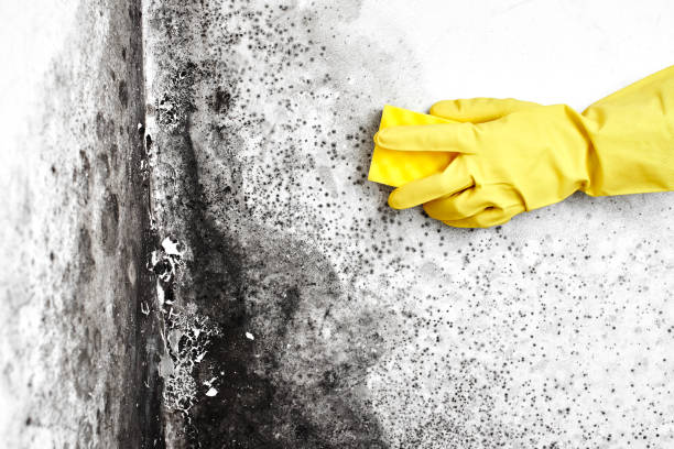 Best Mold Remediation  in Petersburg, MI