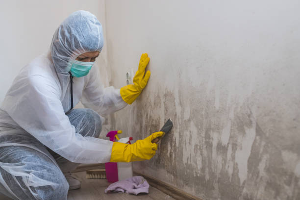 Professional Mold Removal in Petersburg, MI