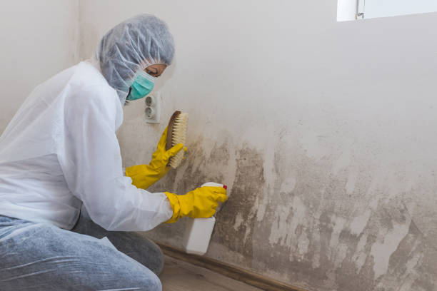 Best Crawl Space Mold Removal  in Petersburg, MI