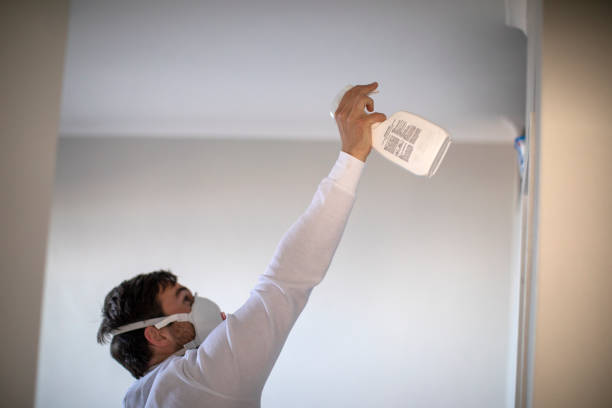 Best Black Mold Removal  in Petersburg, MI