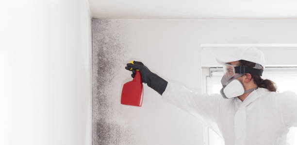 Best Mold Cleaning Services  in Petersburg, MI