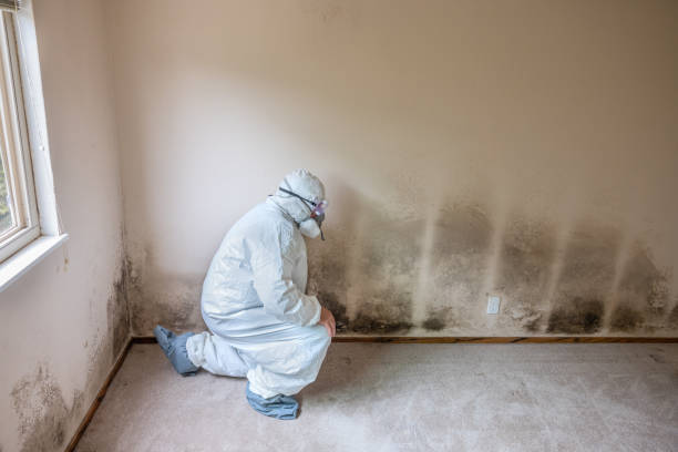 Best Mold Removal Company Near Me  in Petersburg, MI