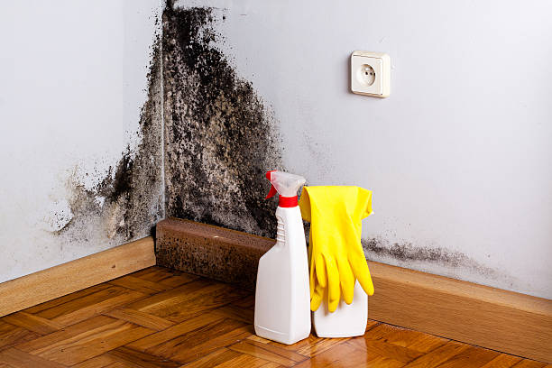 Mold Testing and Removal in Petersburg, MI