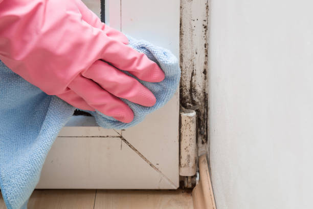 Best Mold Removal Company Near Me  in Petersburg, MI